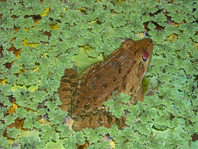 frog in a lotus pot